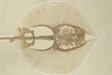 18" Fossil Stingray (Heliobatis) With Knightia - Wyoming - #202113-2